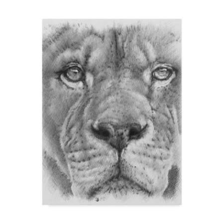 Barbara Keith 'Up Close Lion' Canvas Art,24x32